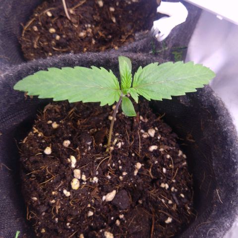 Fat Bastard  growlog timeline photo