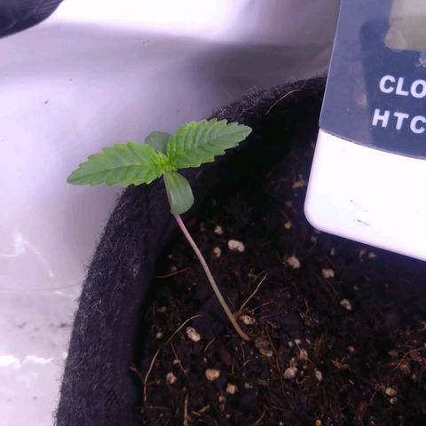 A.M.S. growlog timeline photo