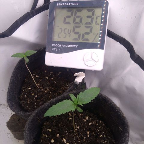 A.M.S. growlog timeline photo