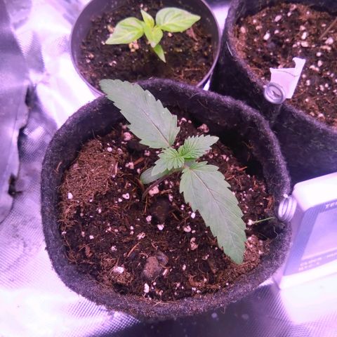 Fat Bastard  growlog timeline photo