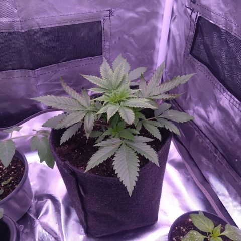 Imperium X growlog timeline photo