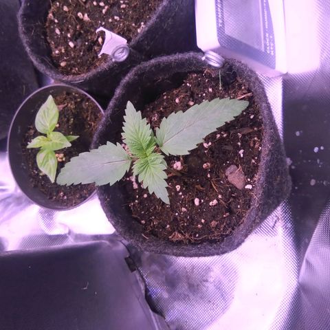 Fat Bastard  growlog timeline photo