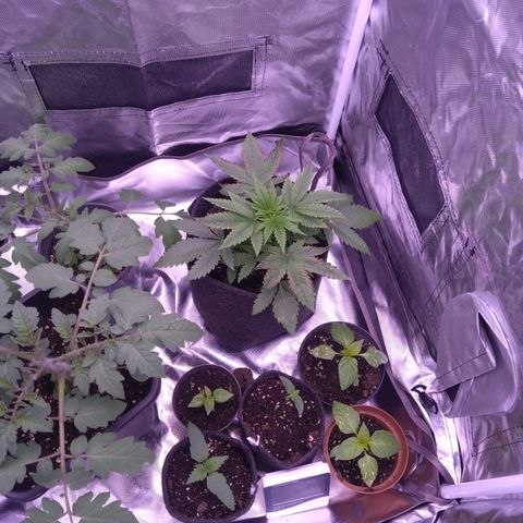 Imperium X growlog timeline photo