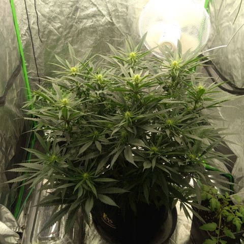 Special Queen #1 - Indoor growlog timeline photo