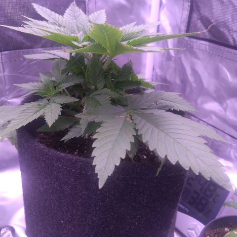 Imperium X growlog timeline photo