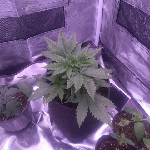 Imperium X growlog timeline photo
