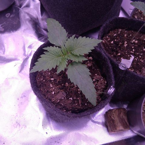 Fat Bastard  growlog timeline photo