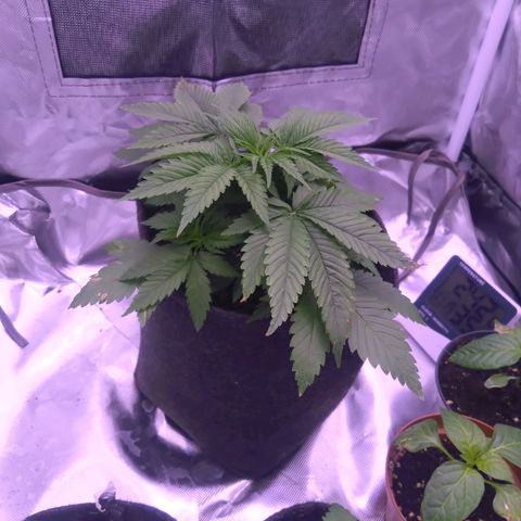 Imperium X growlog timeline photo