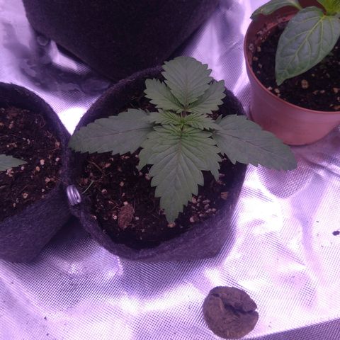 Fat Bastard  growlog timeline photo