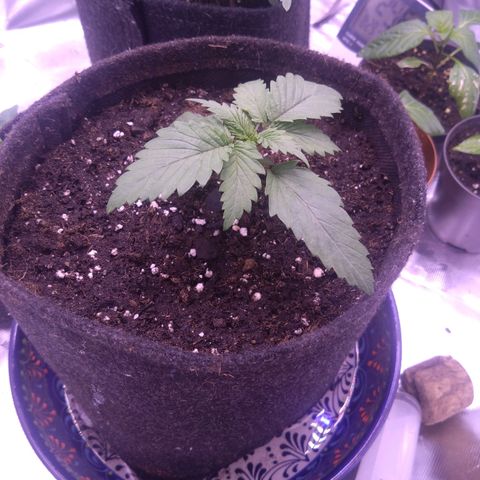Fat Bastard  growlog photo: Transplanted to 5L Biobizz All-Mix 