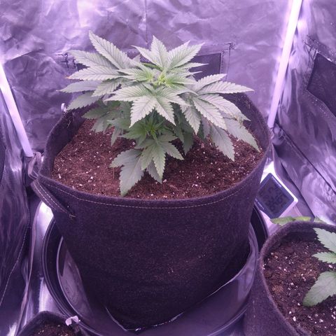 Imperium X growlog photo: Transplanted to 25L Biobizz All-Mix 