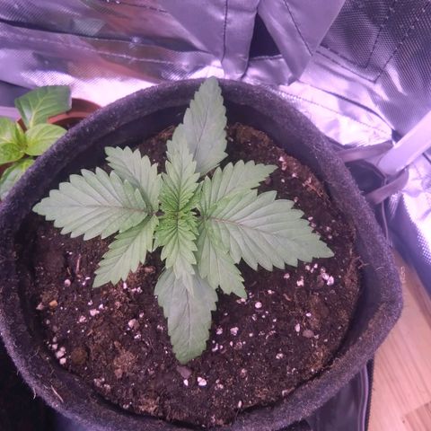 Fat Bastard  growlog timeline photo