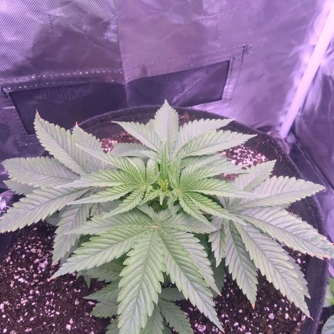 Imperium X growlog timeline photo