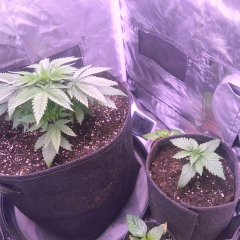 Imperium X growlog timeline photo