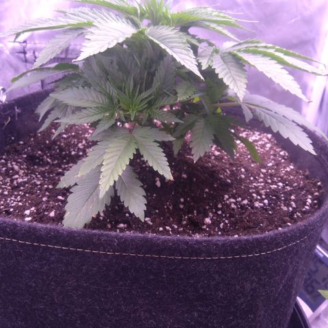Imperium X growlog timeline photo