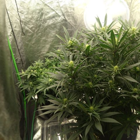 Special Queen #1 - Indoor growlog timeline photo