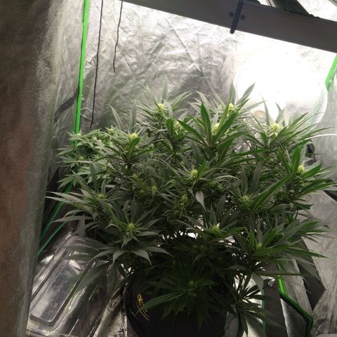 Special Queen #1 - Indoor growlog timeline photo