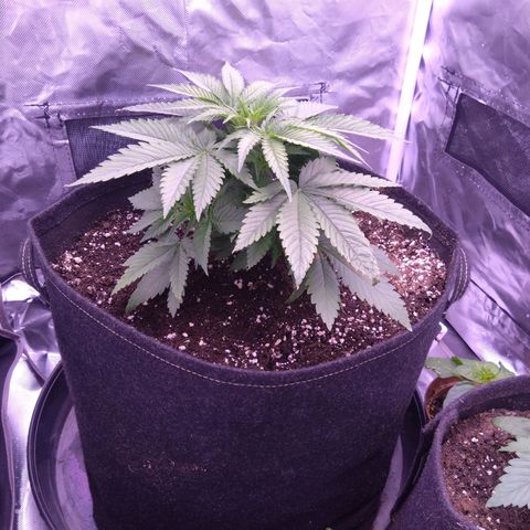 Imperium X growlog timeline photo