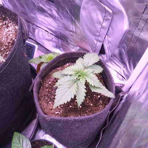 Fat Bastard  growlog timeline photo