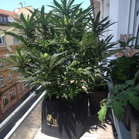 Special Queen #1 - Indoor growlog timeline photo