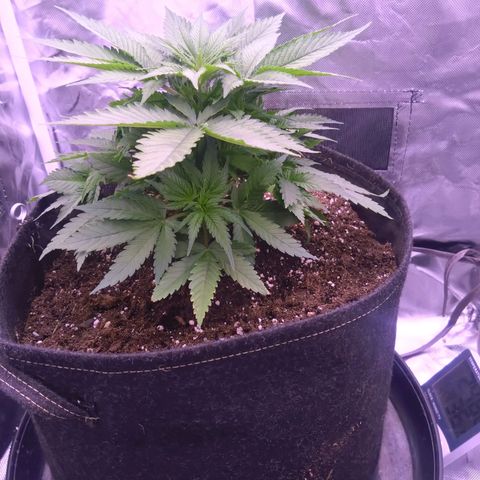 Imperium X growlog timeline photo