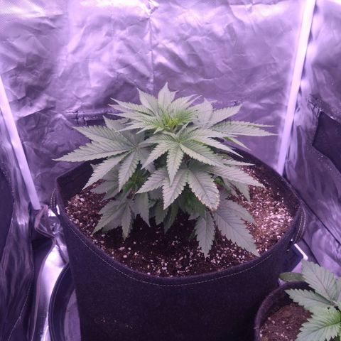 Imperium X growlog timeline photo