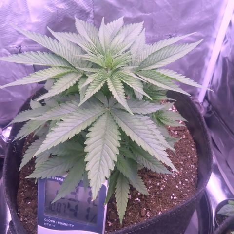 Imperium X growlog timeline photo
