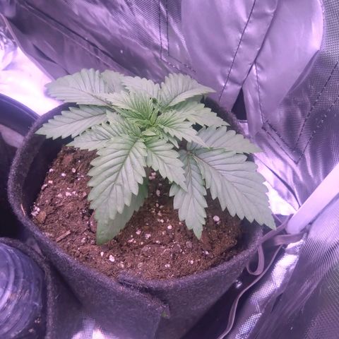 Fat Bastard  growlog timeline photo