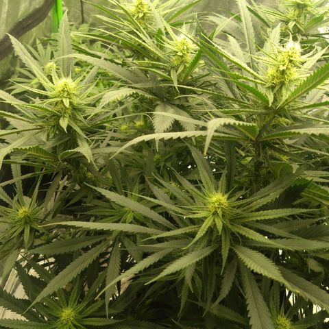Special Queen #1 - Indoor growlog timeline photo