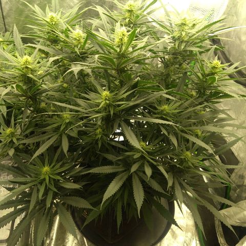 Special Queen #1 - Indoor growlog timeline photo