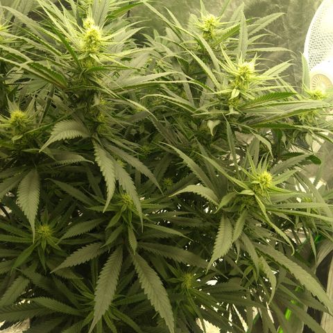 Special Queen #1 - Indoor growlog timeline photo