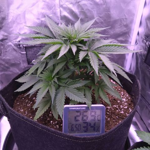 Imperium X growlog timeline photo