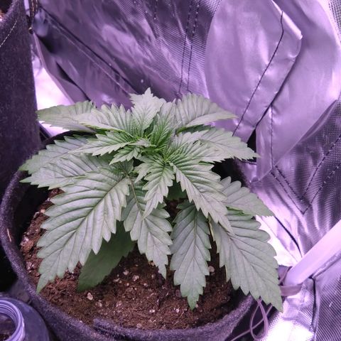 Fat Bastard  growlog timeline photo
