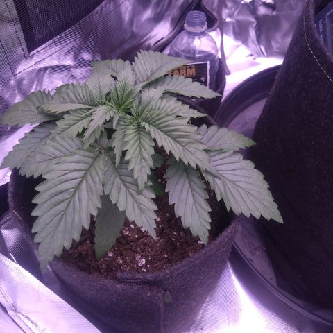 Fat Bastard  growlog timeline photo