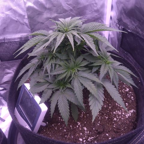 Imperium X growlog timeline photo