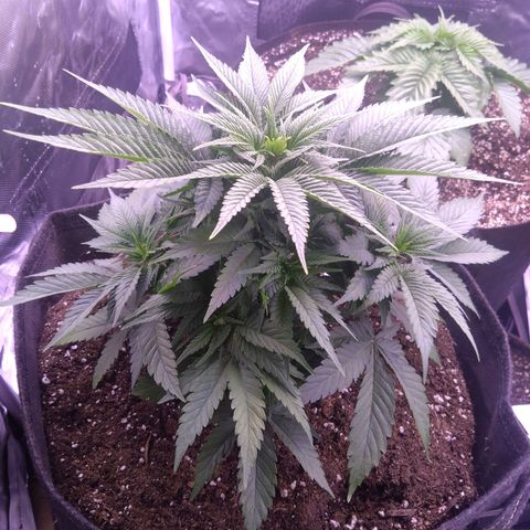 Imperium X growlog timeline photo