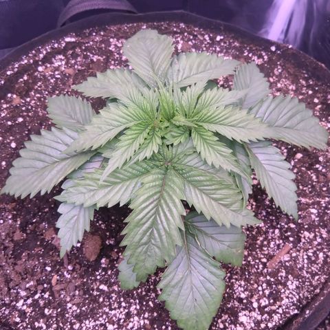 Fat Bastard  growlog timeline photo
