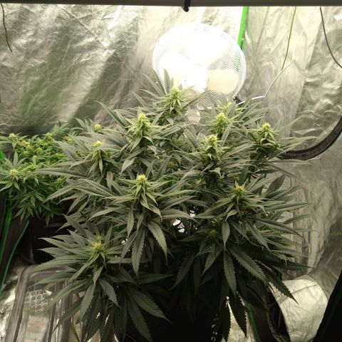 Special Queen #1 - Indoor growlog timeline photo