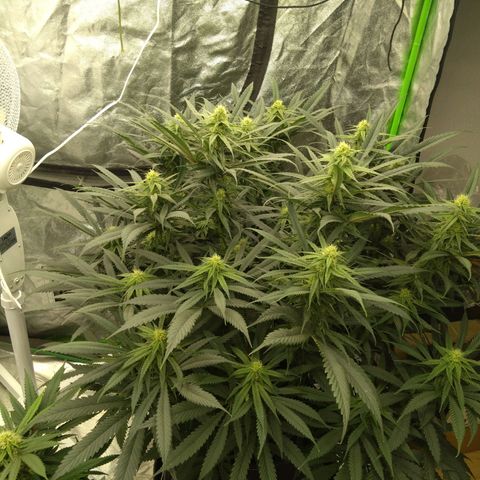 Special Queen #1 - Indoor growlog timeline photo