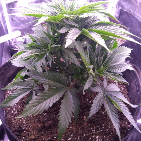 Imperium X growlog timeline photo