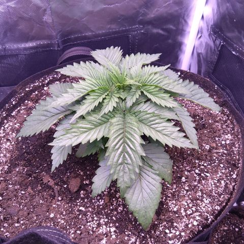 Fat Bastard  growlog timeline photo