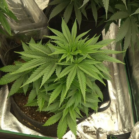 Imperium X growlog timeline photo