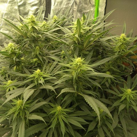Special Queen #1 - Indoor growlog timeline photo