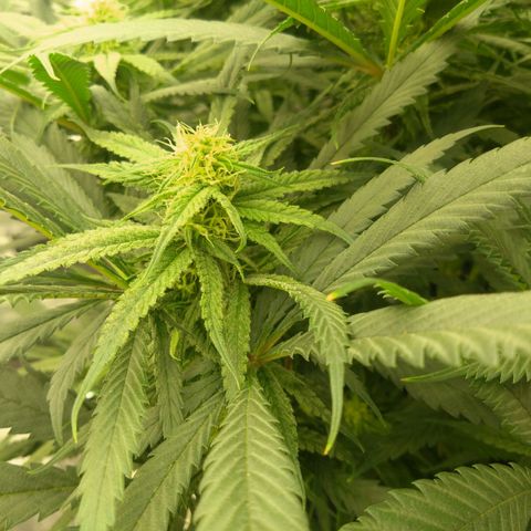 Special Queen #1 - Indoor growlog timeline photo