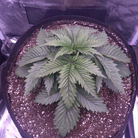 Fat Bastard  growlog timeline photo