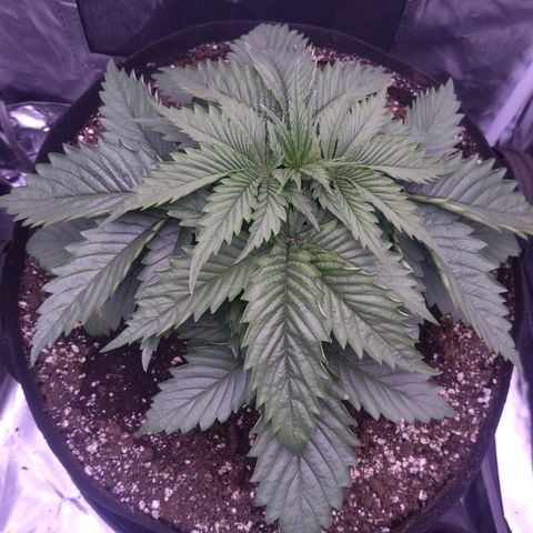 Fat Bastard  growlog timeline photo