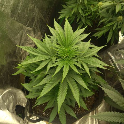 Imperium X growlog timeline photo
