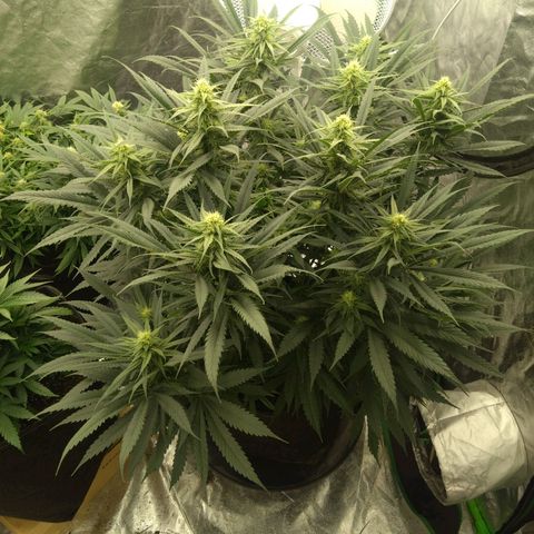 Special Queen #1 - Indoor growlog timeline photo
