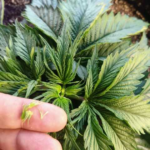 Fat Bastard  growlog photo: FIMed, let's see how she takes it