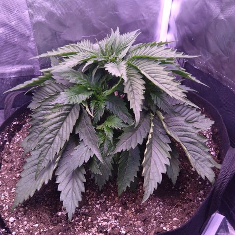 Fat Bastard  growlog timeline photo